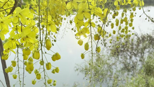 Flower (Cassia fistula, Cassia nealiae H.S.Irwin Barneby) or Golden shower, Indian laburnum, Pudding-pipe tree Naturally beautiful flowers in the garden