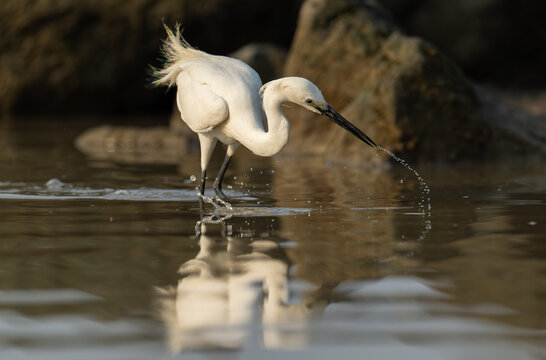 Little Egret Fishing in Shallow Waters at Dusk