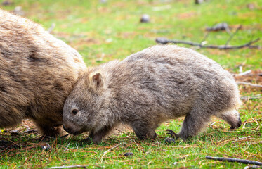 wombats