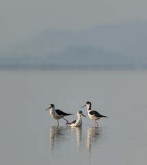 Trio of Black-winged Stilts Wading in Misty, Minimalist Seascape