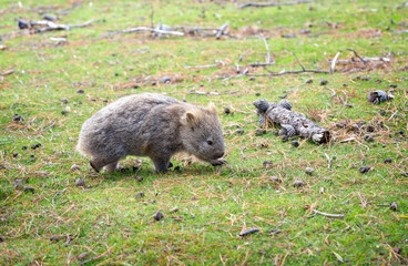 wombats