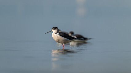 Black-winged Stilts Wading in Shallow Water, Reflecting on Still Surface