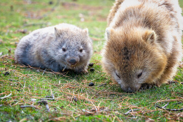 wombats eating grass