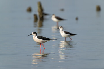 Black-winged Stilts Wading in Shallow Water, Reflecting on Still Surface