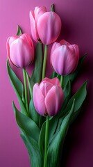 Fototapeta premium Four delicate pink tulips arranged together against a rich purple backdrop, showcasing their elegant blooms and vibrant green stems