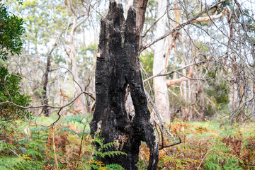 old tree trunk