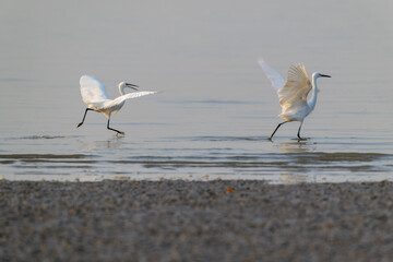 Snowy Egrets Gracefully Dancing and Splashing on Wet Shore