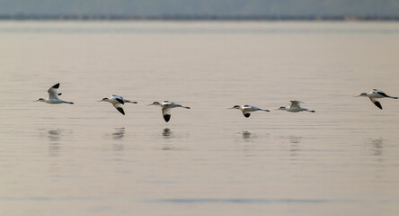Graceful Avocets Gliding in Unison Over Tranquil Waters
