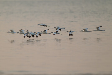 Graceful Avocets Gliding in Unison Over Tranquil Waters