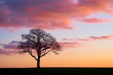 Fototapeta premium A lone tree in the middle of a field at sunset