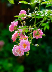 Pink rose flower bush