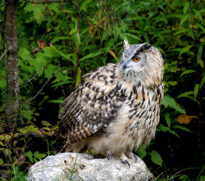 Eurasian eagle-owl sitting on a rock