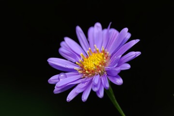Obraz premium A purple flower with a yellow center on a black background