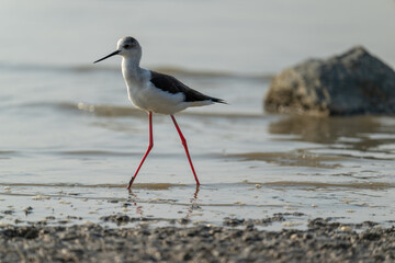 Black-Winged Stilt Gracefully Walking on Shallow, Muddy Shore