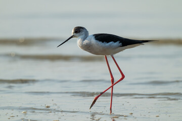 Black-Winged Stilt Gracefully Walking on Shallow, Muddy Shore