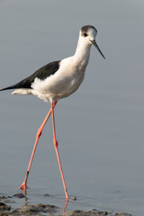 Black-Winged Stilt Standing Tall on Thin, Vibrant Legs