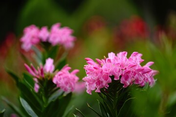 Fototapeta premium A bunch of pink flowers that are in the grass