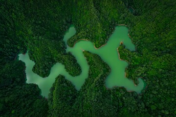 A green forest with a lake in the middle of it