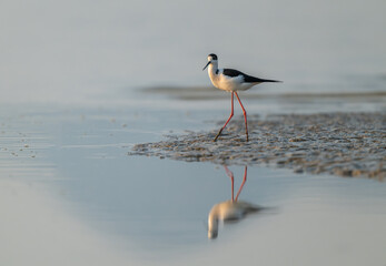 Black-Winged Stilt Carefully Navigating Shallow, Rocky Waters