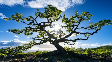 Fototapeta premium Majestic tree silhouette against sunlight coastal landscape nature photography daytime low angle tranquil environment