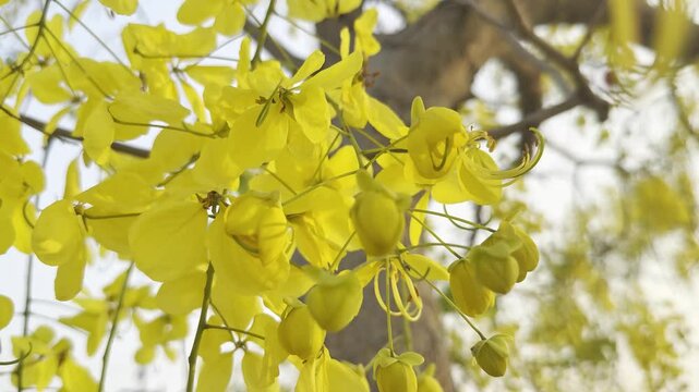 Flower (Cassia fistula, Cassia nealiae H.S.Irwin Barneby) or Golden shower, Indian laburnum, Pudding-pipe tree Naturally beautiful flowers in the garden