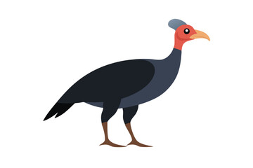 turkey vulture isolated on white background