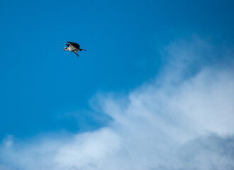 bird in the sky