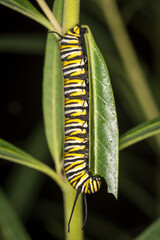 closeup of monarch caterpillar crawling along a leaf