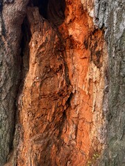 Old tree trunk texture with damaged bark in red-brown shades — wood damage concept in sepia tones. Concept of preserving parks and gardens from pests.
