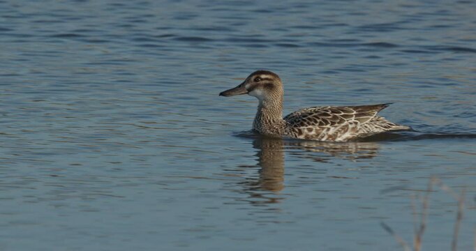 garganey