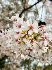 今が満開桜の花びら