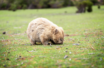 wombat