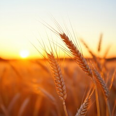 Wheat stalks at sunset