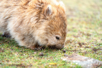 wombat