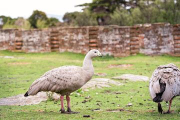wild goose in the field