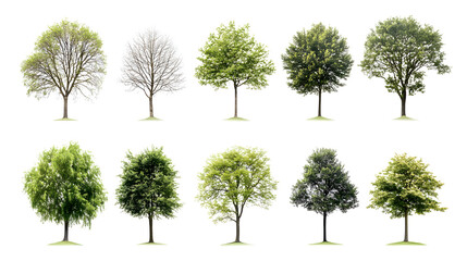 Fototapeta premium A collection of trees in various stages of growth