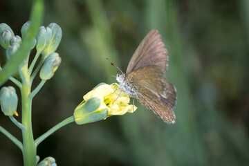 Close up of Common grass blue butterfly