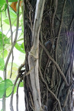 Climbing plant with numerous aerial roots entwined around a tree trunk. The roots are thin, woody, and tangled, showing their adaptation for support and nutrient absorption.