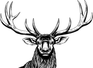 Engraved stag vector. Detailed monochrome vintage illustration of a majestic deer.