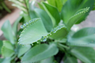 Close-Up of Kalanchoe Plant with Leaf Buds