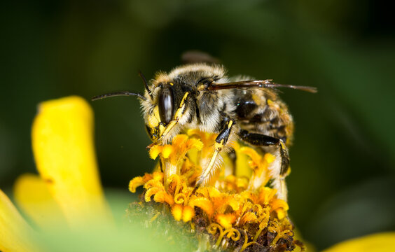 European wool carder bee collecting nectar from a flower