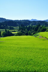 Obraz premium 十日町の田園風景（新潟県）