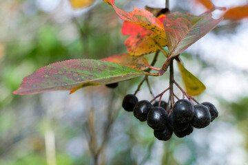 Chokeberry with colorful leaves, vibrant mood, in natural setting for autumn and nature aesthetics