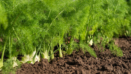 fennel cultivation, fennel plants ready for harvesting