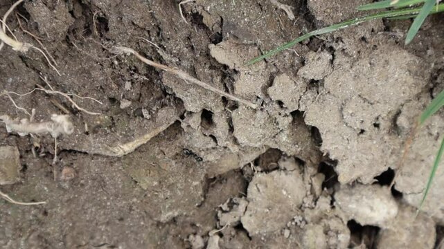 Fourmi de travail : Courte vid&eacute;o sur la nature