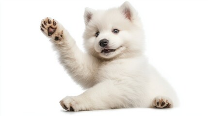 Obraz premium Adorable fluffy Samoyed puppy waving with playful expression