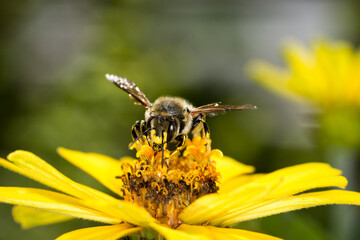 European wool carder bee collecting nectar from a flower