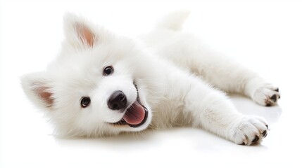 Obraz premium Happy fluffy white puppy lying on bright clean surface with joy
