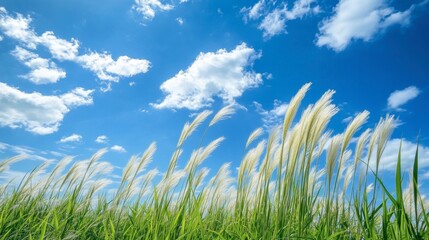 Fototapeta premium Lush Green Grass Under Bright Blue Sky with Fluffy White Clouds