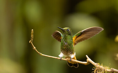 Fahlschwanzkolibri (Boissonneaua flavescens)